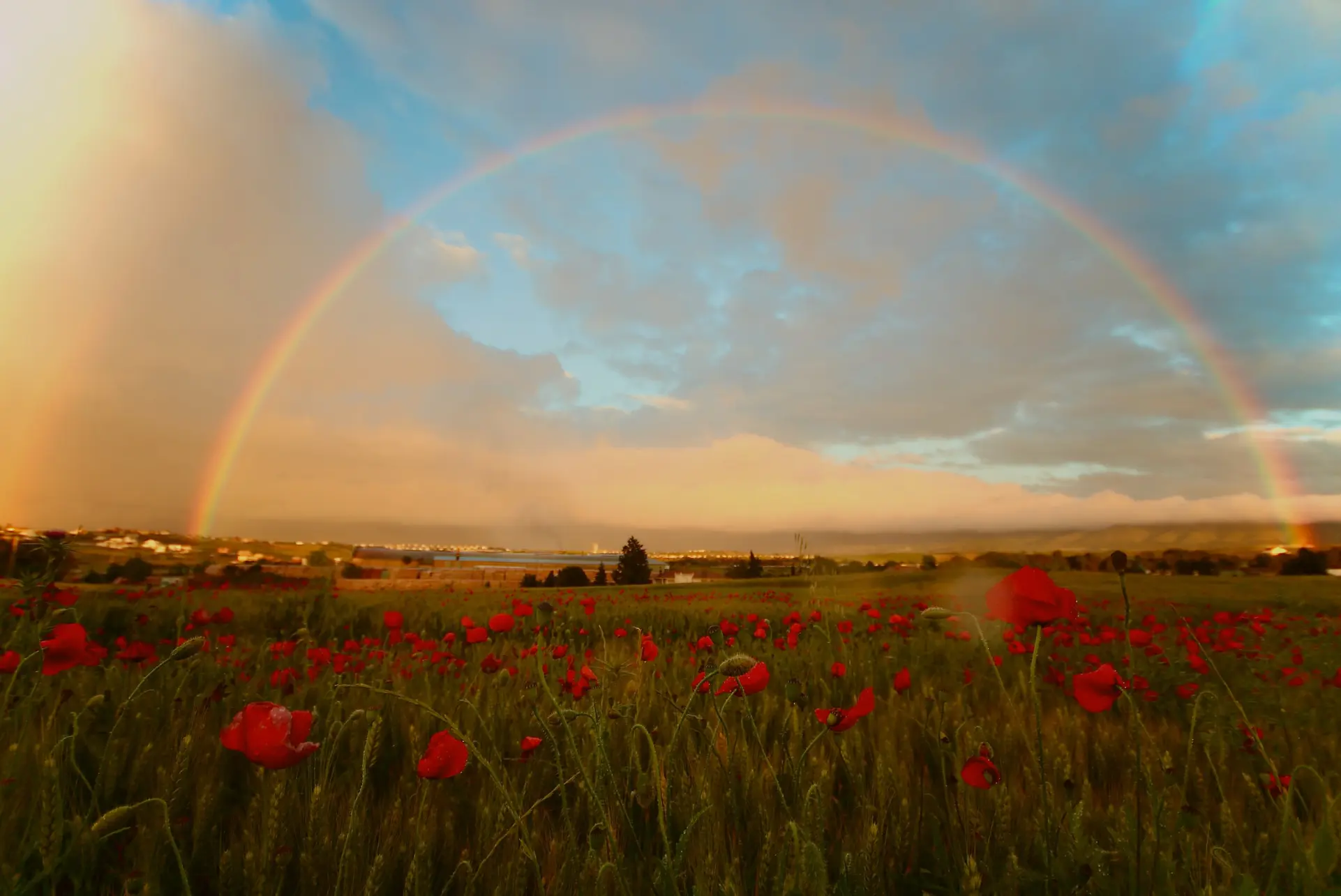Jorge Fernández Salas on Unsplash - rainbow over a field of red roses