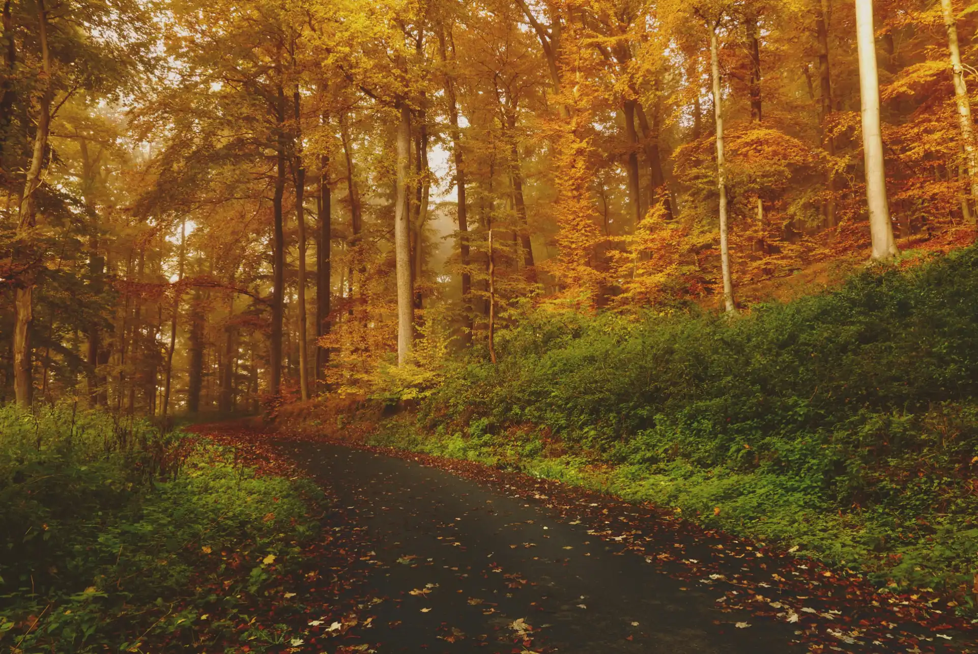 Sebastian Unrau on Unsplash - autumn forest in sunset