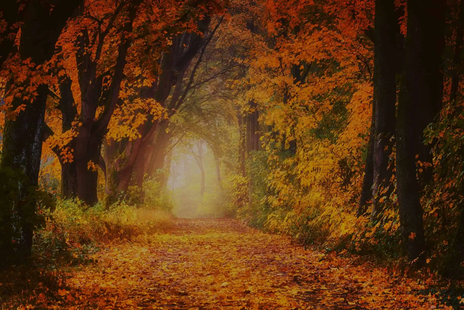 Autumn trees covering a pathway with sunset in the middle