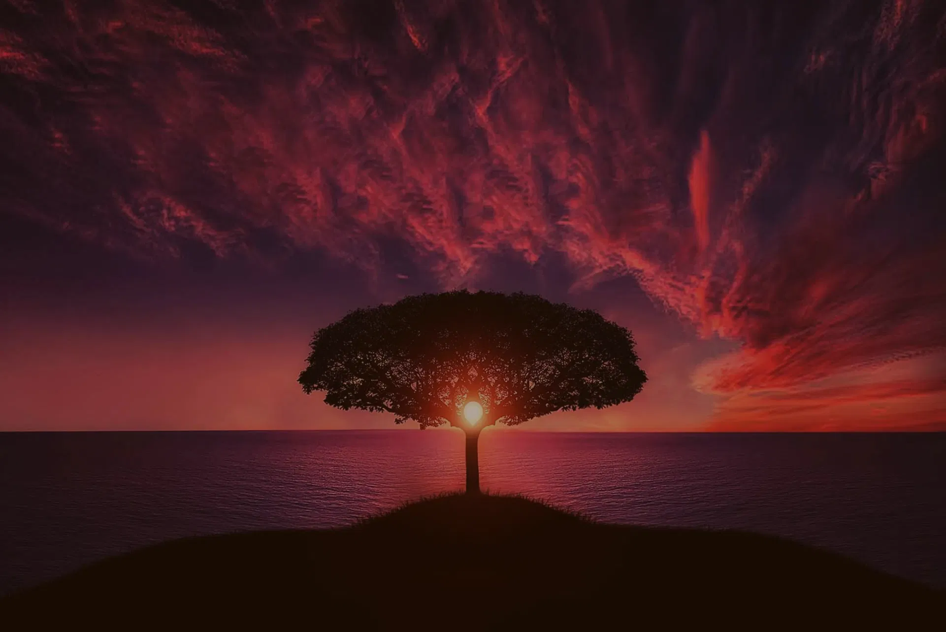 Tree over the ocean with sunset centered in its roots