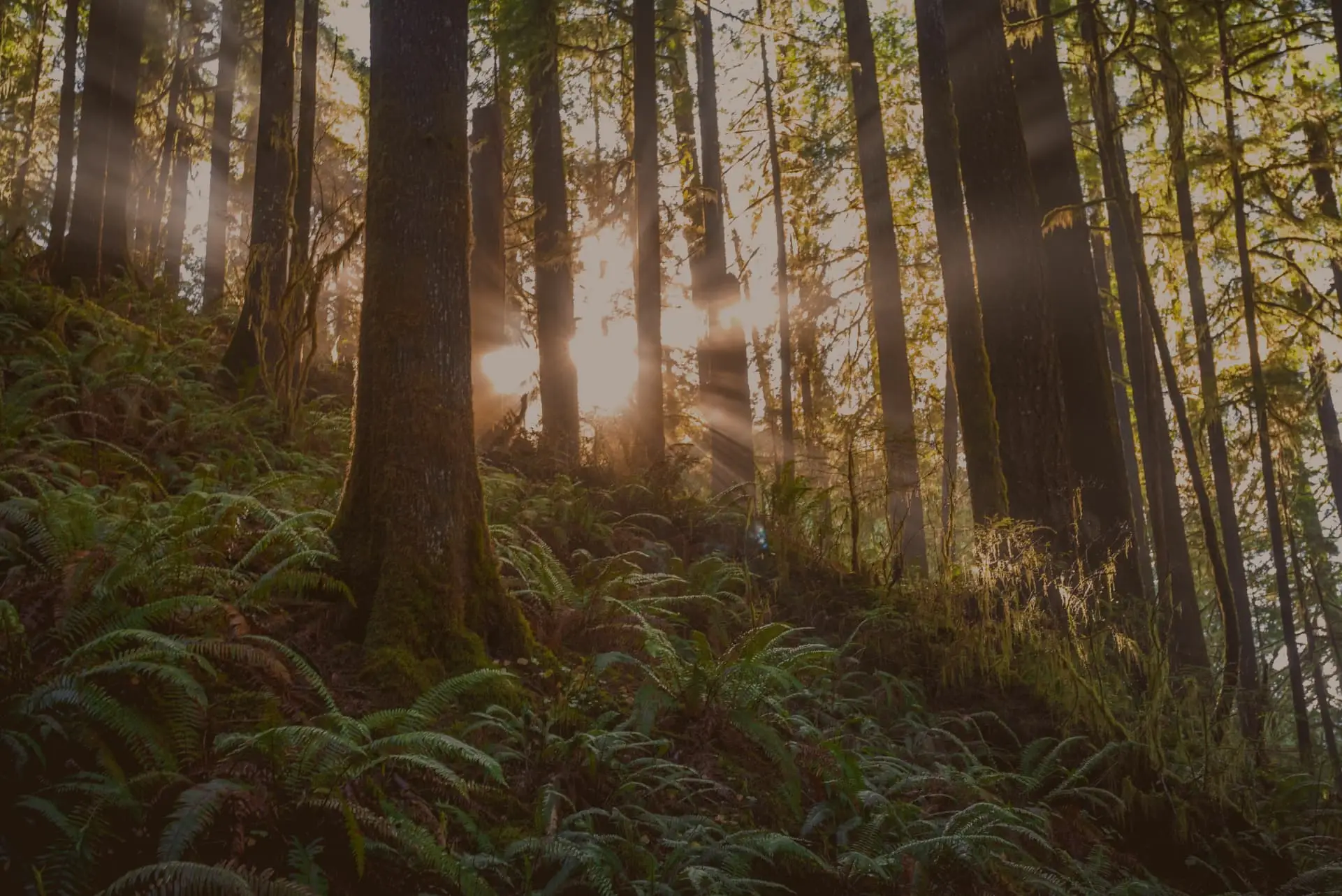 forest with sunset shining through the trees