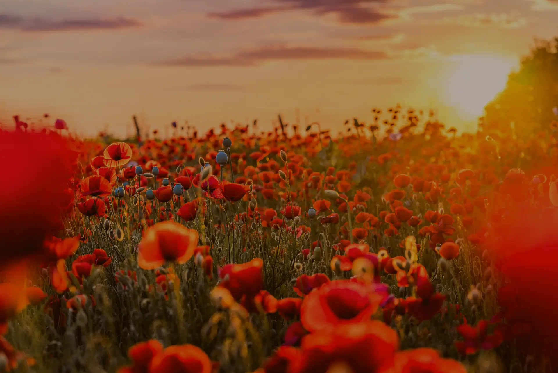 Flowers with sunset in an open field